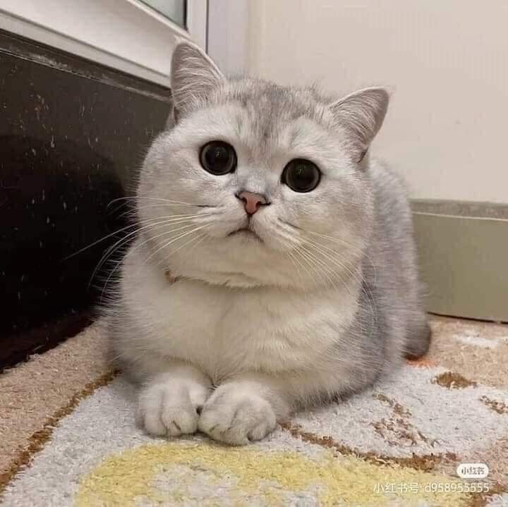 999+ Ảnh Mèo Cute, Hình Mèo Dễ Thương, Vô Tri Đẹp Nhất 32 Hình mèo Anh lông ngắn (Aln) mũm mĩm, dễ thương