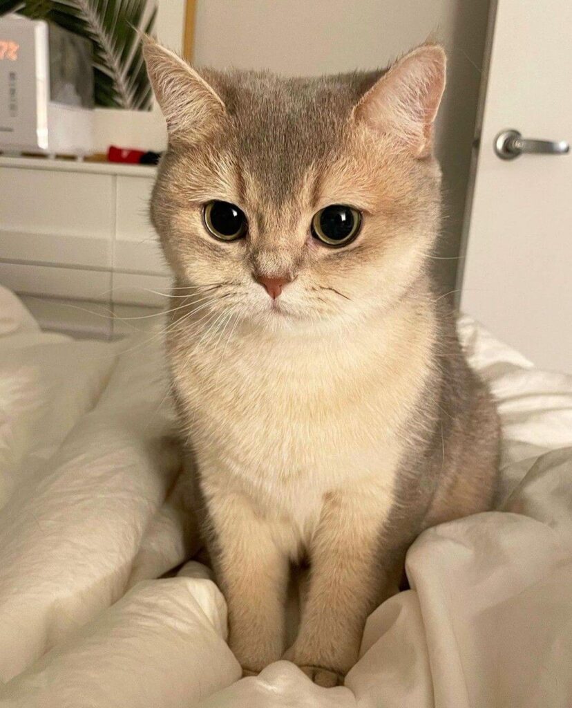 999+ Ảnh Mèo Cute, Hình Mèo Dễ Thương, Vô Tri Đẹp Nhất 33 Hình mèo Anh lông ngắn dễ thương, đáng yêu nhất
