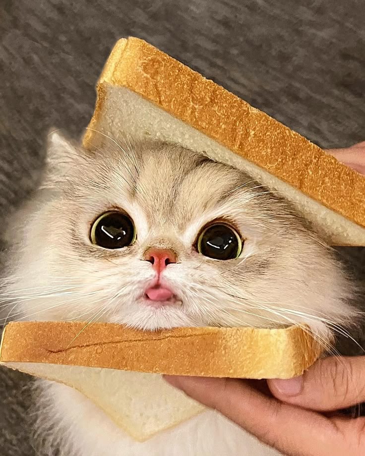 Hình ảnh mèo cute, đốn tim