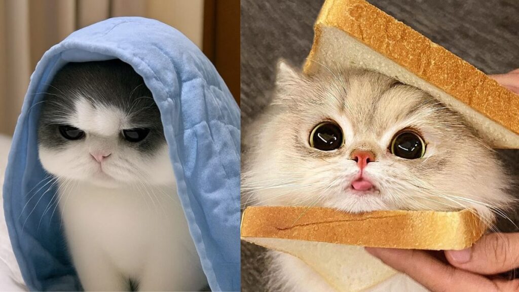 Hình ảnh mèo cute