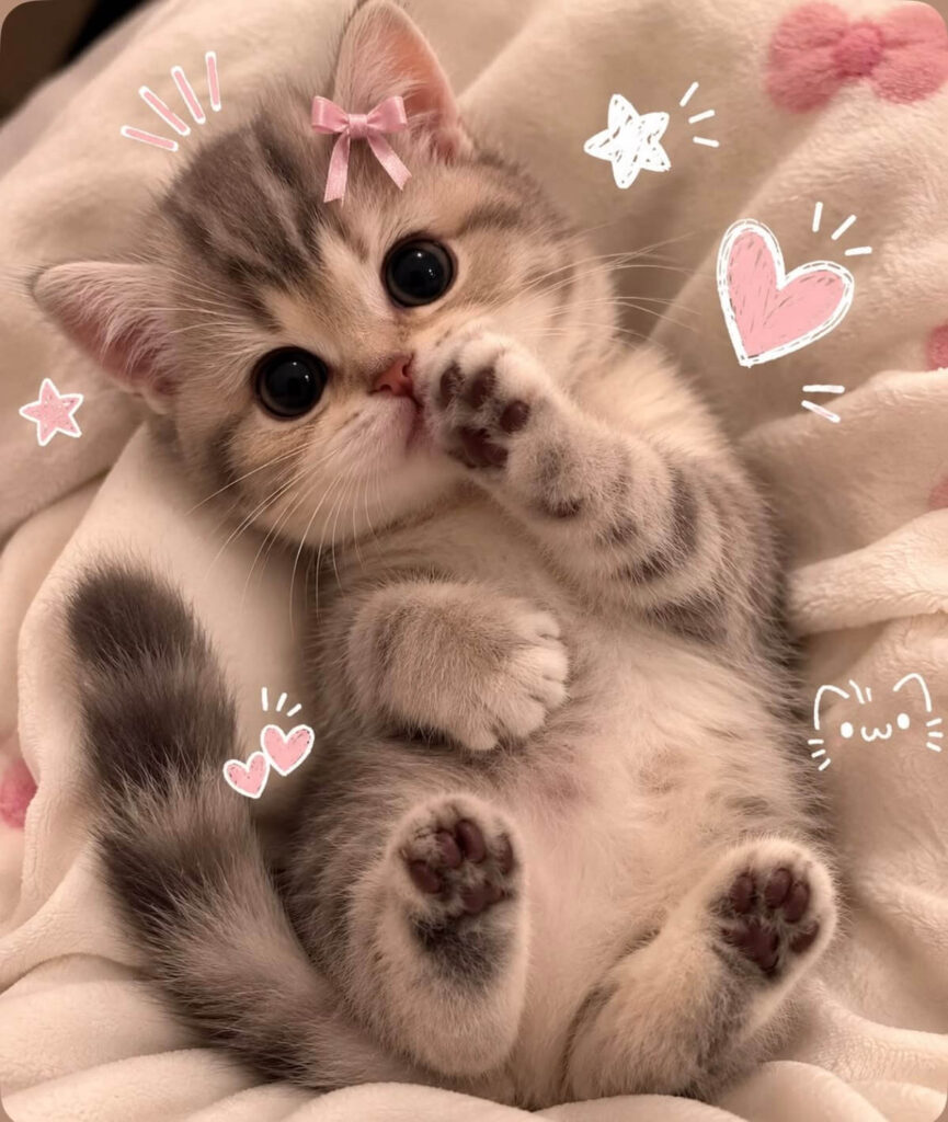 999+ Ảnh Mèo Cute, Hình Mèo Dễ Thương, Vô Tri Đẹp Nhất 2 Hình ảnh mèo cute cho điện thoại