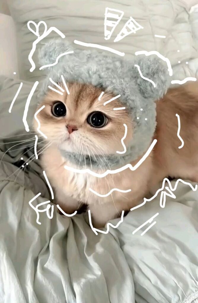 999+ Ảnh Mèo Cute, Hình Mèo Dễ Thương, Vô Tri Đẹp Nhất 3 Ảnh mèo dễ thương làm hình nền điện thoại