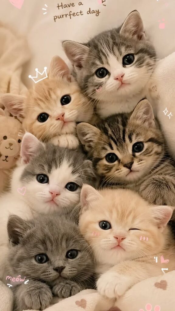 999+ Ảnh Mèo Cute, Hình Mèo Dễ Thương, Vô Tri Đẹp Nhất 6 Hình ảnh mèo cute, sắc nét cho smartphone