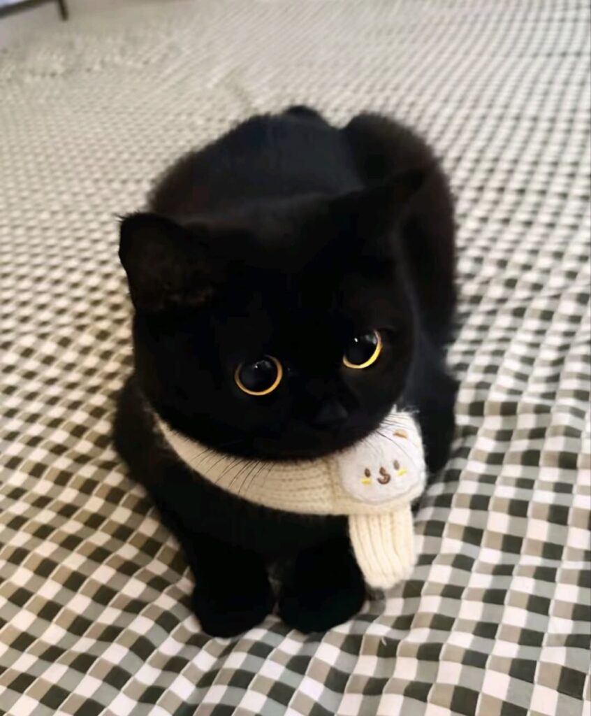 Hình ảnh mèo đen cute, huyền bí