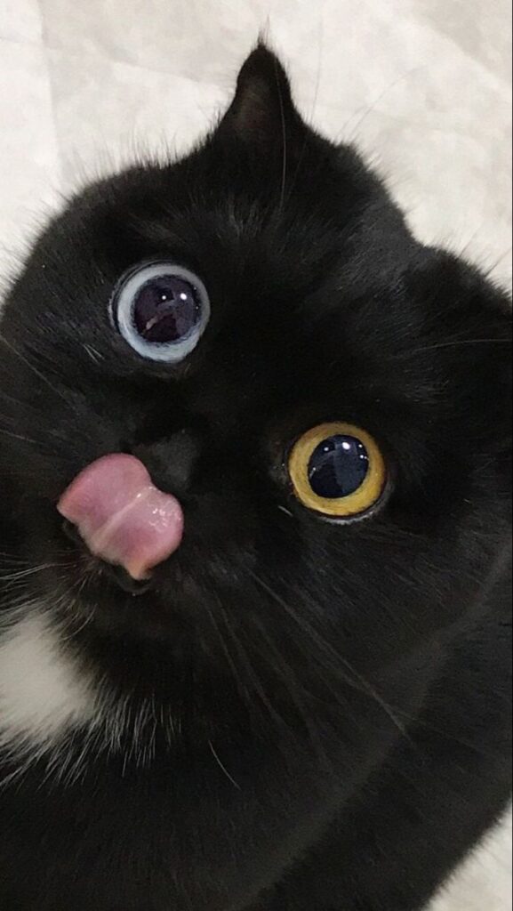 Hình ảnh cute về mèo đen, đáng yêu