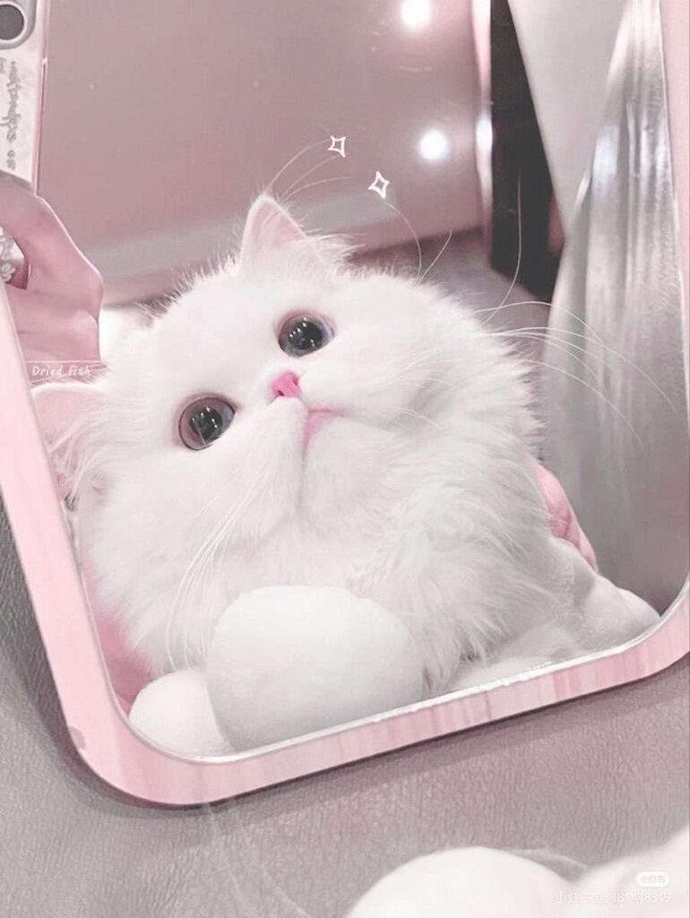 Hình mèo trắng đáng yêu, quý phái