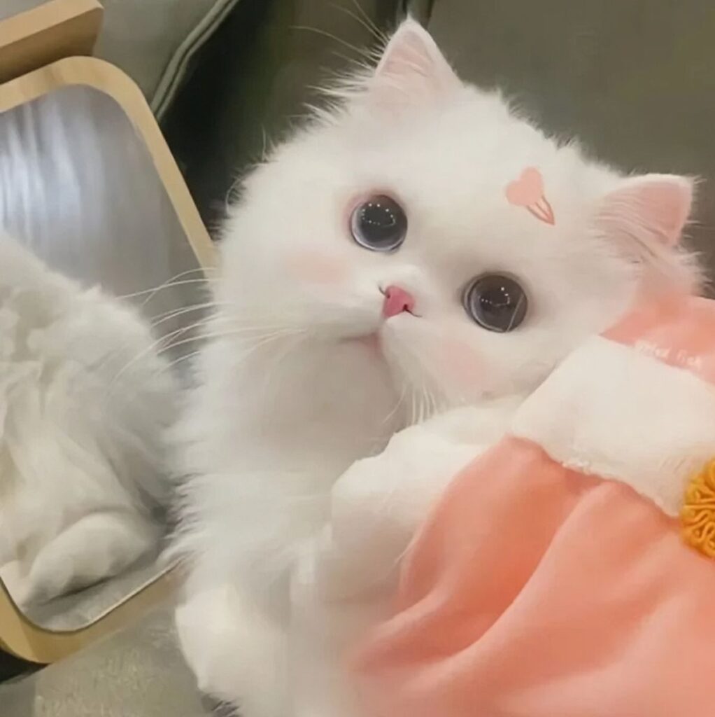 Hình ảnh mèo trắng cute