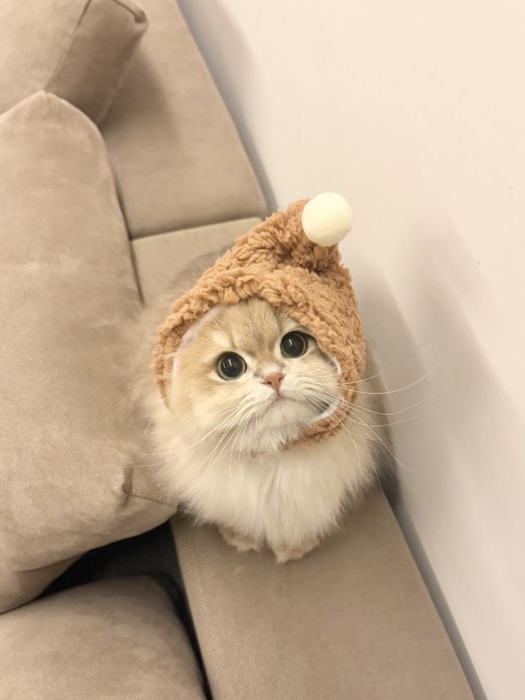 Ảnh avatar mèo dễ thương