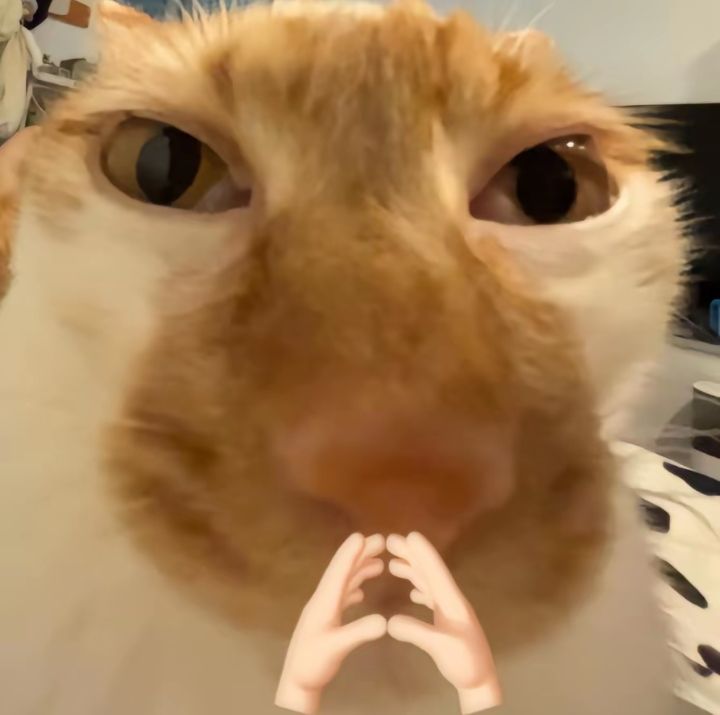 Ảnh meme mèo dễ thương