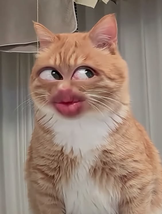 Ảnh meme mèo hài hước, lầy lội