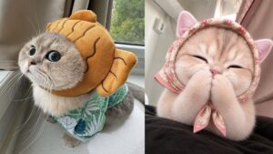Ảnh meme mèo vô tri cute