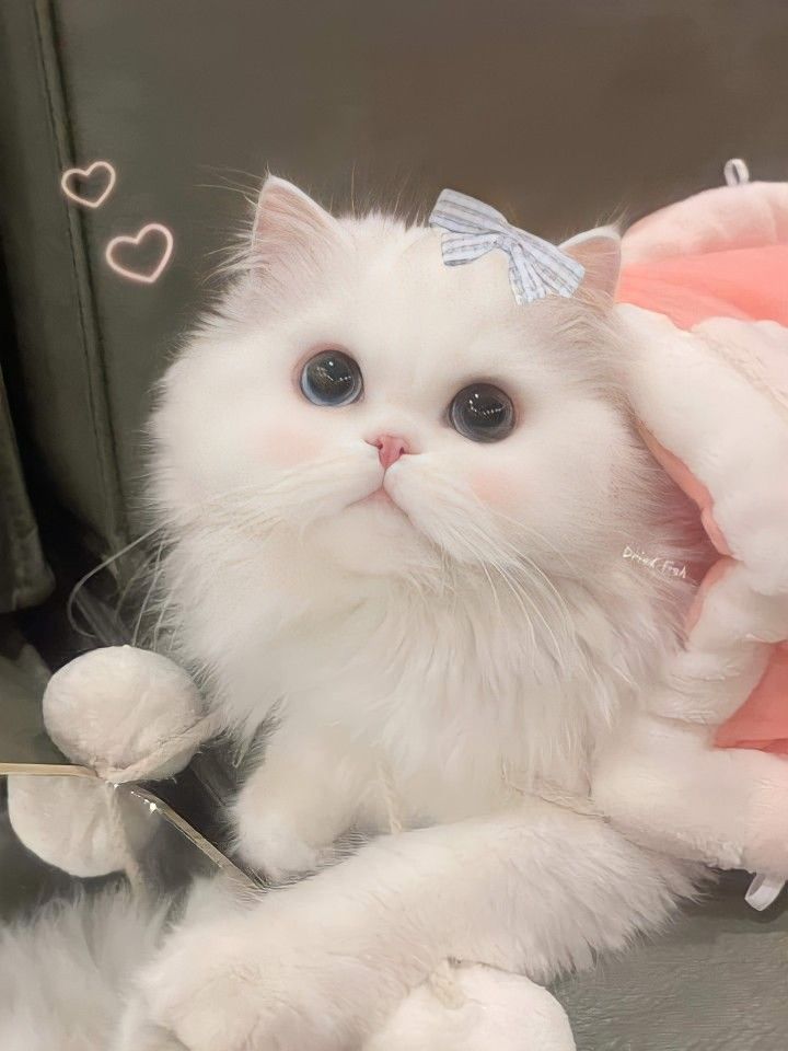 Ảnh mèo con dễ thương