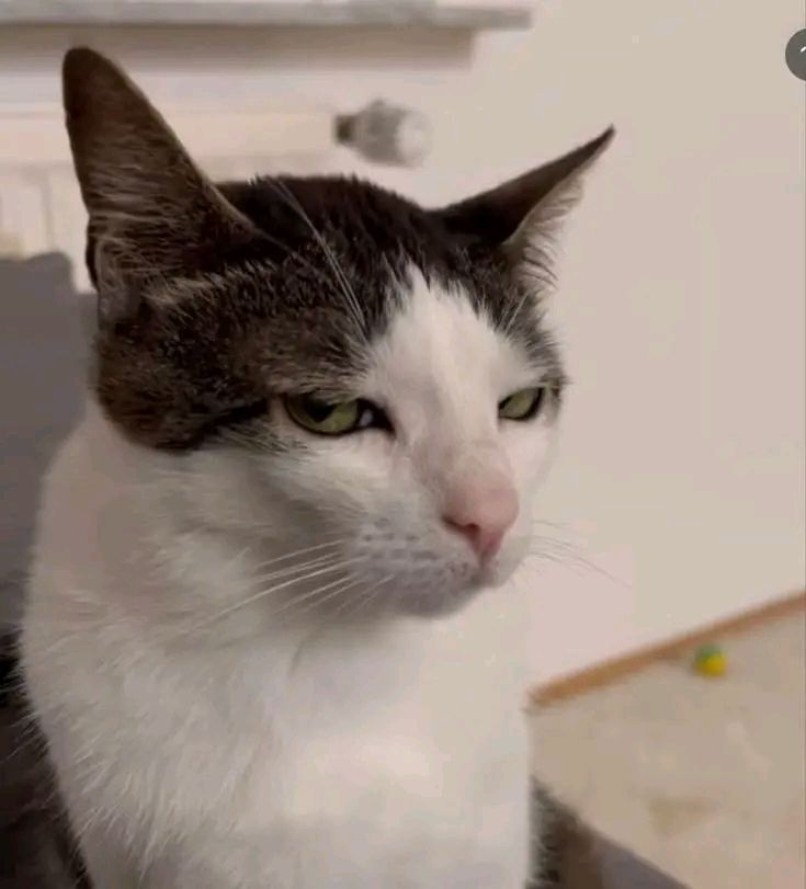 999+ Ảnh Meme Mèo Vô Tri Cute, Hài Hước Làm Avatar 8 Ảnh meme mèo vô tri cool ngầu, hài hước