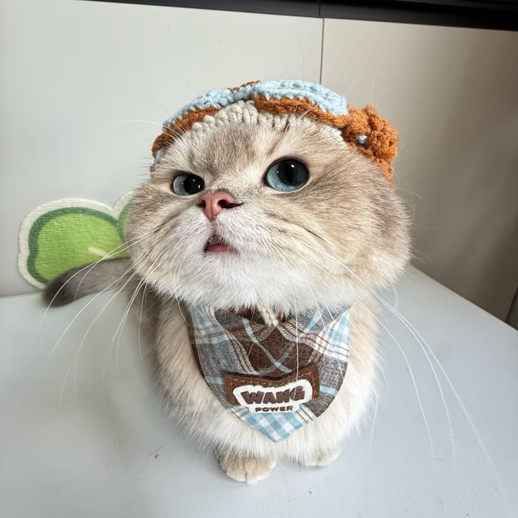 Hình ảnh avatar mèo dễ thương, cute