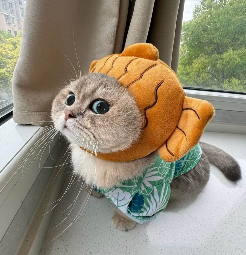 999+ Ảnh Meme Mèo Vô Tri Cute, Hài Hước Làm Avatar 4 Ảnh meme cute mèo vô tri, ngơ ngác
