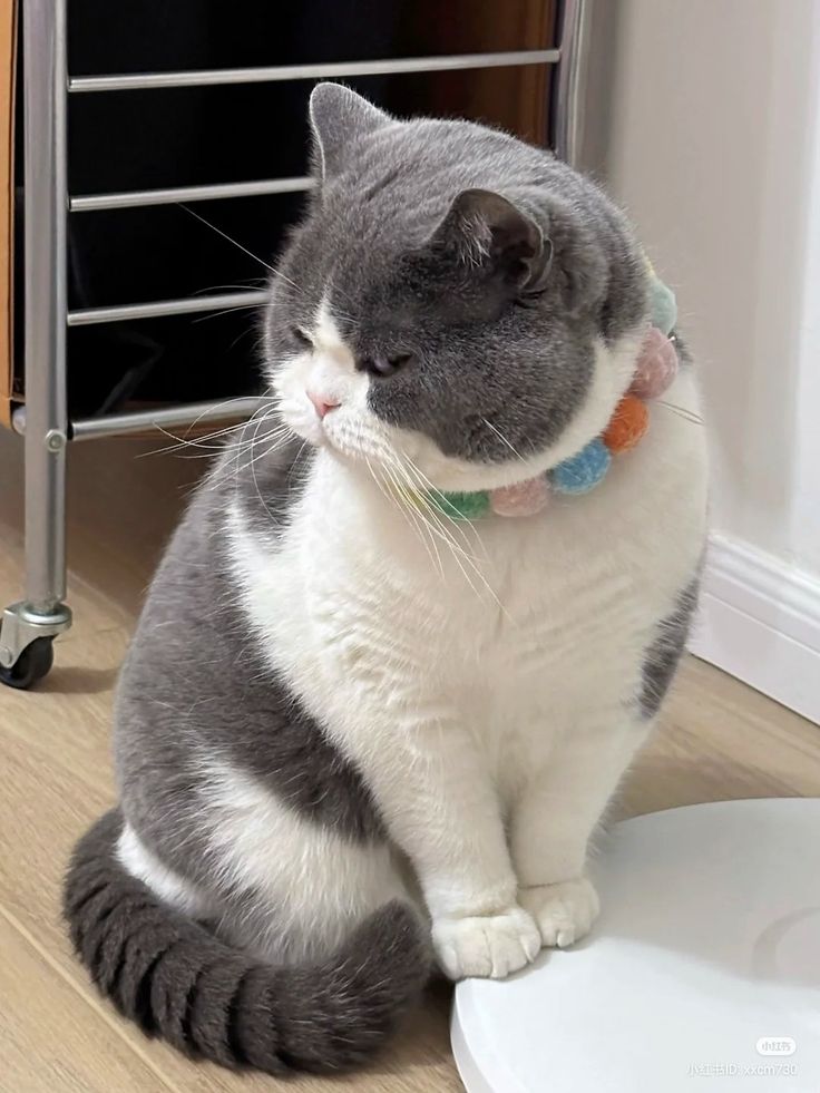 Hình ảnh con mèo mập dễ thương, cute