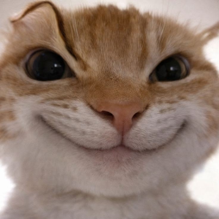 999+ Ảnh Meme Mèo Vô Tri Cute, Hài Hước Làm Avatar 5 Ảnh mèo meme vô tri, hài hước