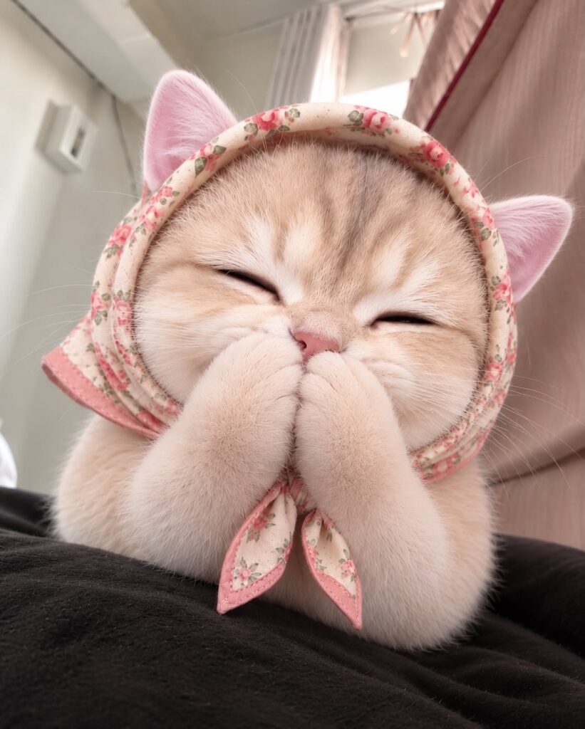 999+ Ảnh Meme Mèo Vô Tri Cute, Hài Hước Làm Avatar 2 Trào lưu sử dụng ảnh meme mèo vô tri trên mạng xã hội
